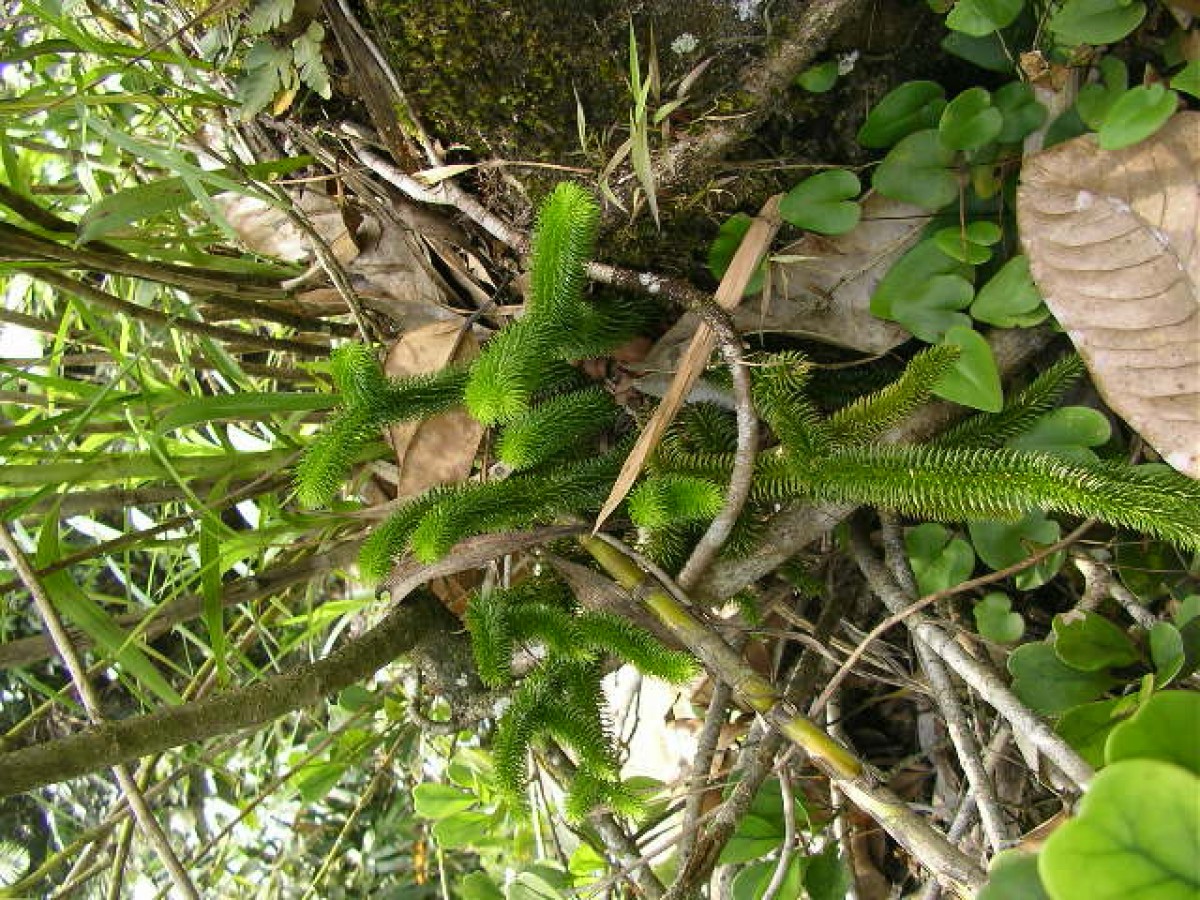Phlegmariurus squarrosus  (G.Forst.) A.Löve & D.Löve